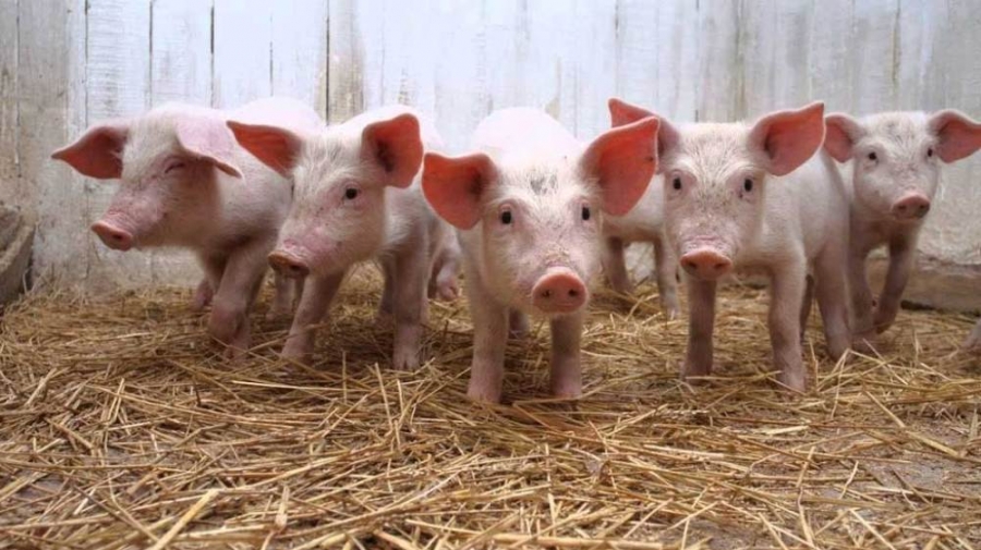 Aprueban la nómina de beneficiarios del programa de Fortalecimiento Productivo Argentino Sector Porcino